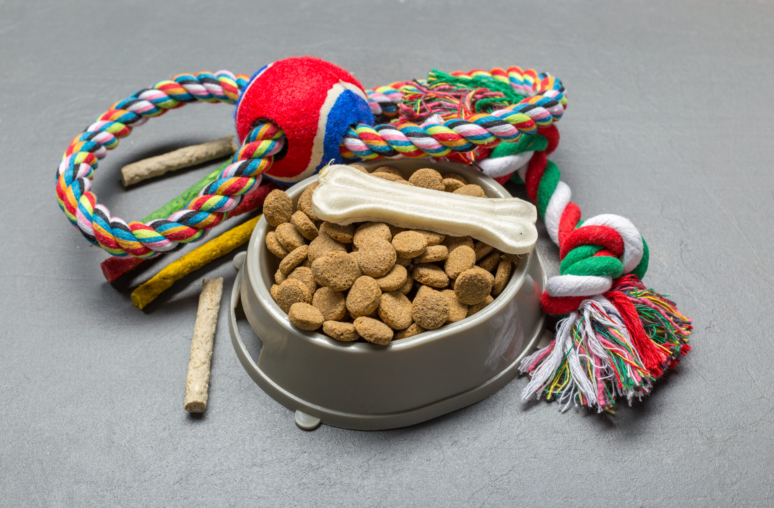 Pet accessories, food, toy. Top view